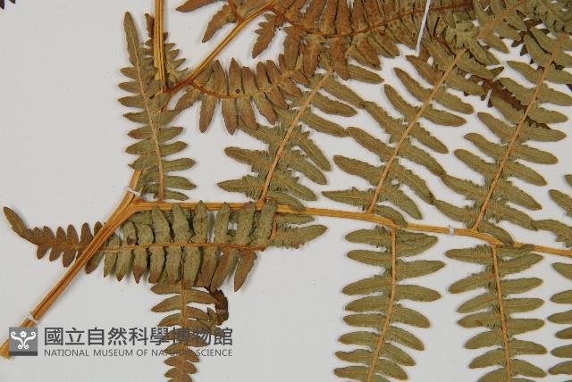 蕨藏品圖，第4張