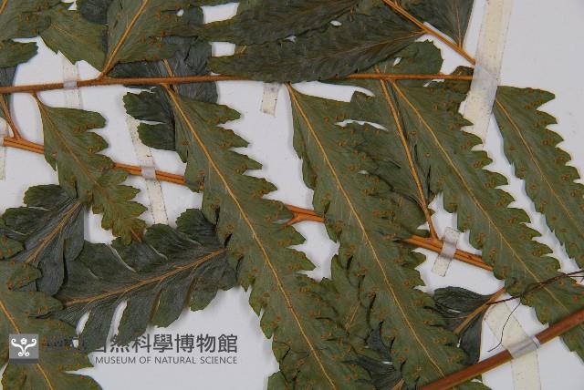 邊緣鱗蓋蕨藏品圖，第4張