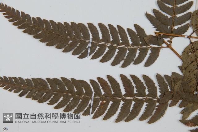 中華複葉耳蕨藏品圖，第4張