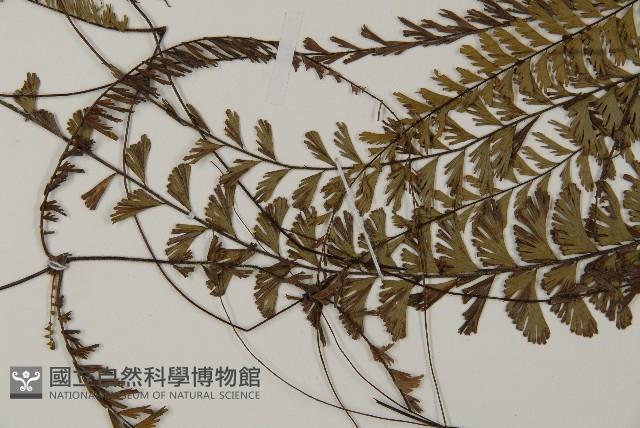 鞭葉鐵線蕨藏品圖，第4張