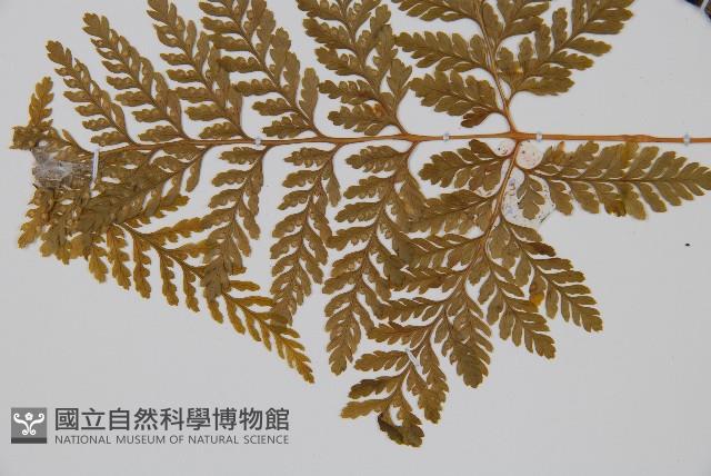 杯狀蓋陰石蕨藏品圖，第4張