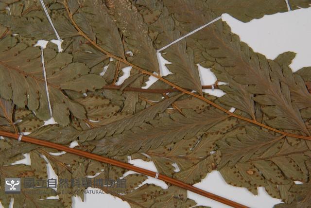 邊緣鱗蓋蕨藏品圖，第4張