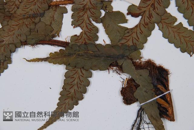 鱗軸短腸蕨藏品圖，第4張
