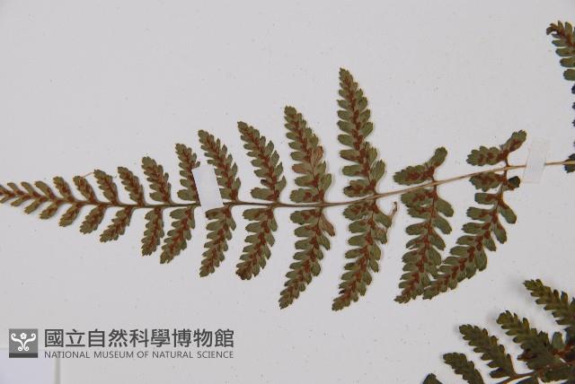 蓬萊蹄蓋蕨藏品圖，第4張