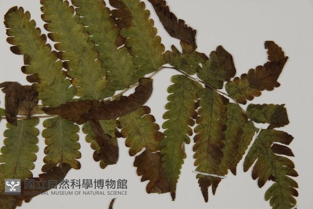 薄葉擬肋毛蕨、南洋三叉蕨藏品圖，第4張