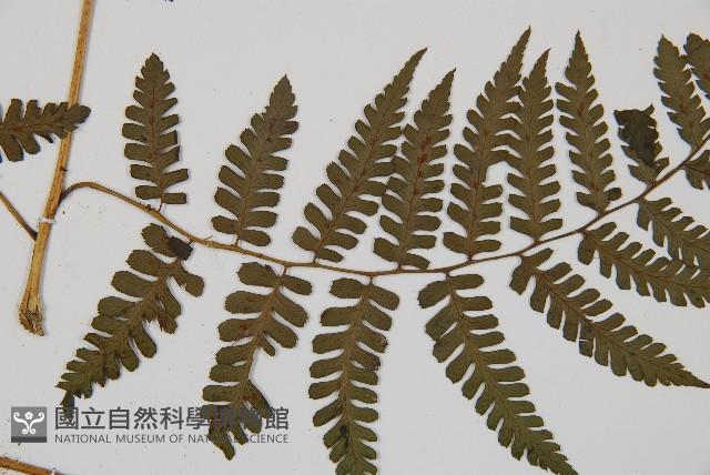 川上氏雙蓋蕨藏品圖，第4張