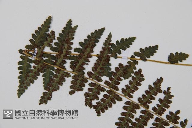 麥稈蹄蓋蕨藏品圖，第4張