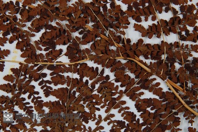 魚鱗蕨藏品圖，第4張