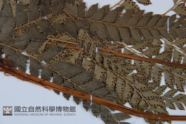 屋久複葉耳蕨藏品圖，第4張