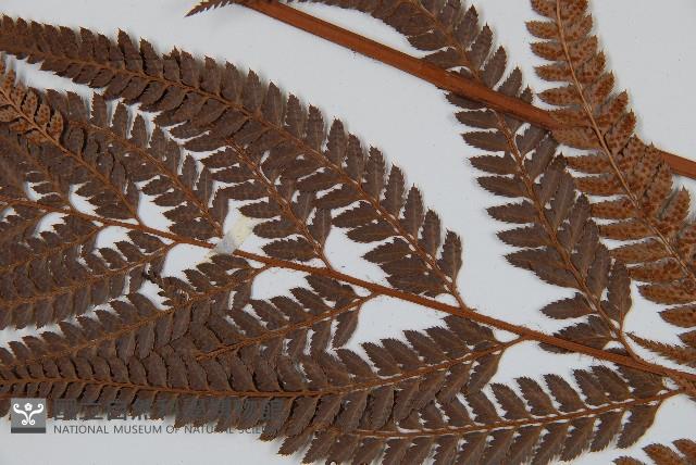 細葉複葉耳蕨藏品圖，第4張