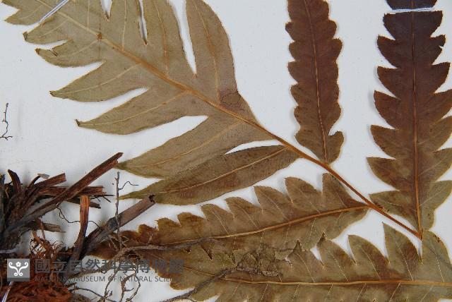 生芽狗脊蕨、頂芽狗脊蕨藏品圖，第4張