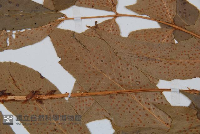 細齒貫眾蕨藏品圖，第4張