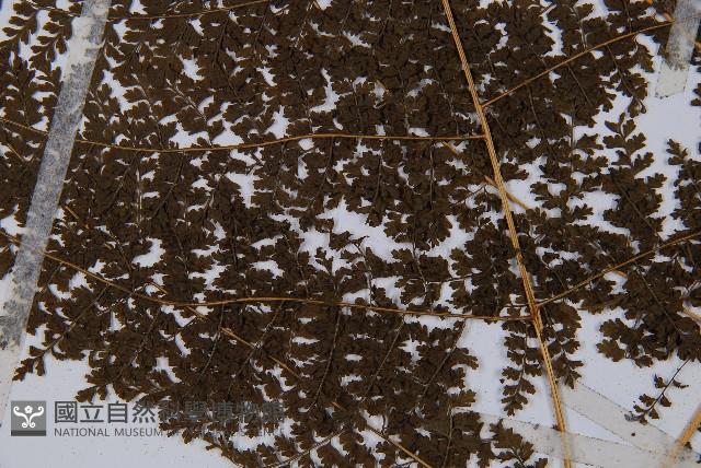 Accession Number:P007638 Collection Image, Figure 4, Total 5 Figures