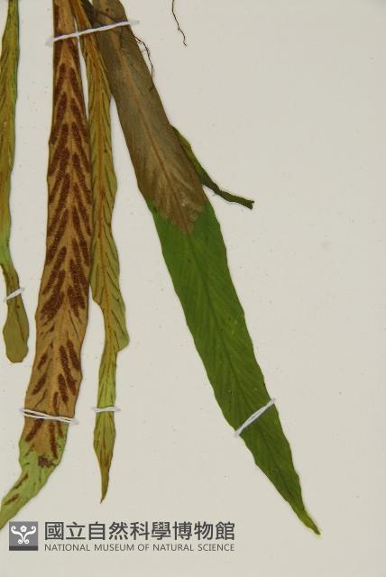 劍葉鐵角蕨、箭葉鐵角蕨藏品圖，第4張