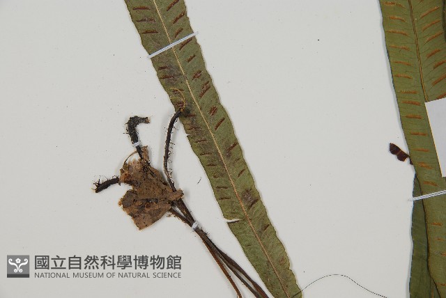 單葉雙蓋蕨藏品圖，第2張