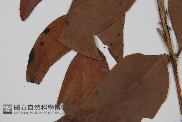 尖葉貫眾蕨藏品圖，第3張