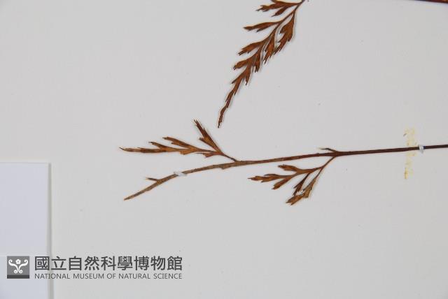 威氏鐵角蕨藏品圖，第4張