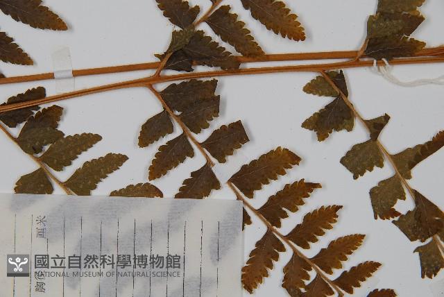 毛果鱗蓋蕨藏品圖，第4張