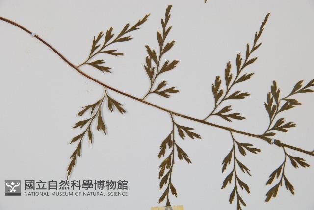 威氏鐵角蕨藏品圖，第4張