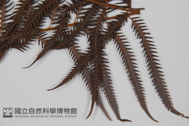 臺灣金狗毛蕨藏品圖，第3張