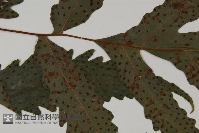 蛇脈三叉蕨藏品圖，第4張