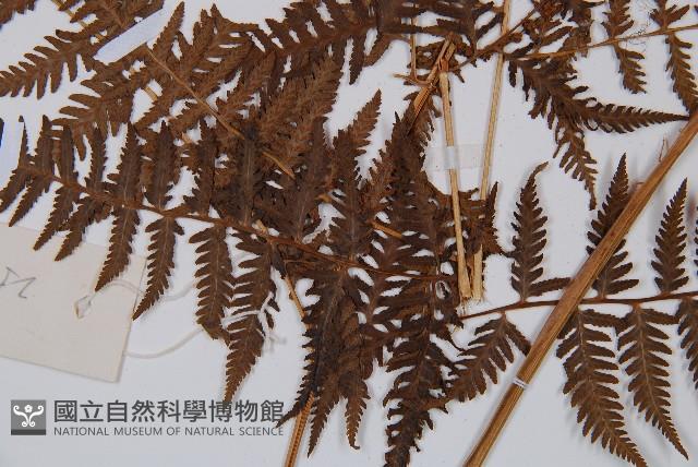 日本蹄蓋蕨藏品圖，第4張