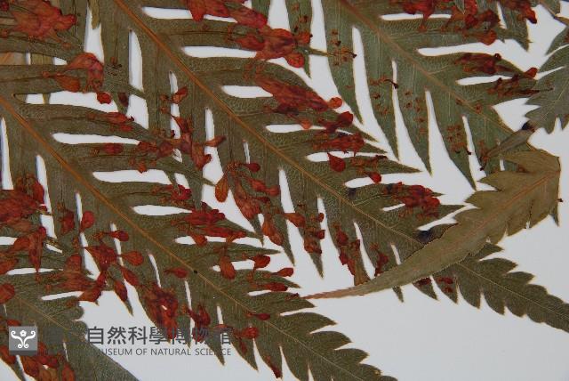 臺灣狗脊蕨藏品圖，第3張