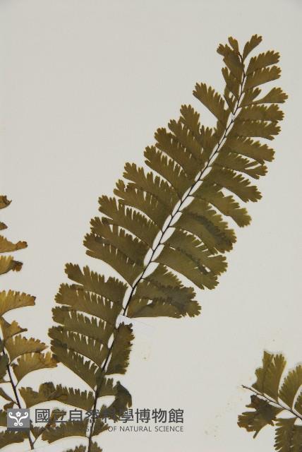 薄葉孔雀鐵角蕨、邊孢鐵角蕨藏品圖，第4張