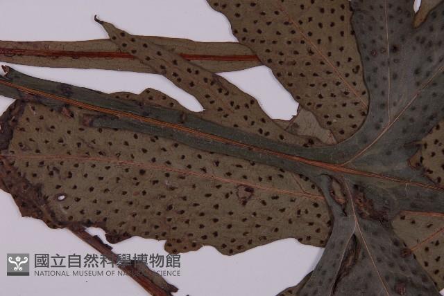翅柄三叉蕨藏品圖，第4張