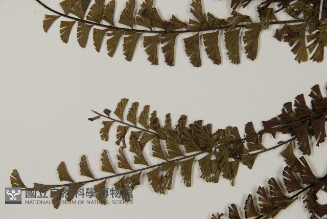 鞭葉鐵線蕨藏品圖，第4張