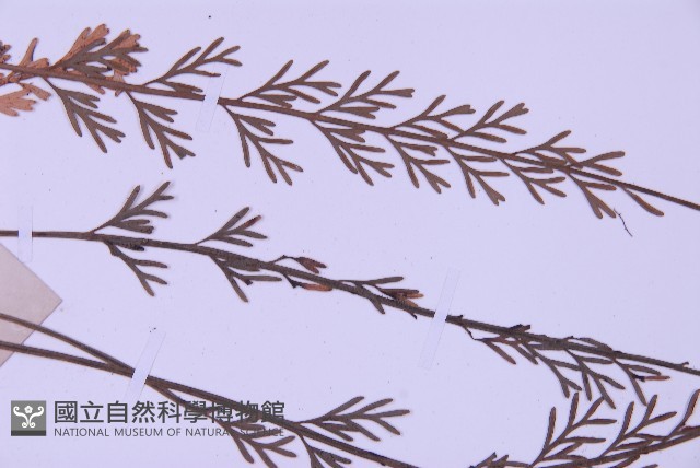 長生鐵角蕨藏品圖，第4張