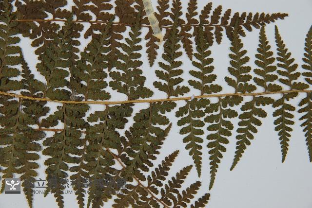 刺柄碗蕨藏品圖，第4張