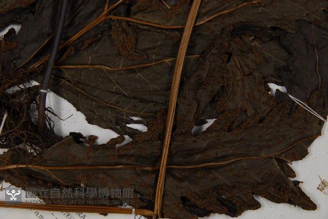 紫柄三叉蕨藏品圖，第6張