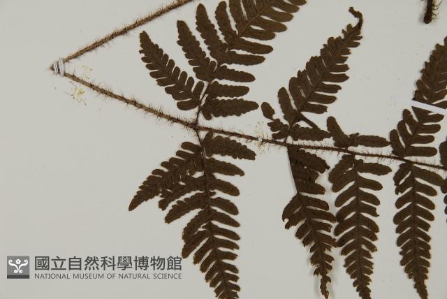 愛德氏肋毛蕨藏品圖，第4張