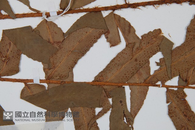 貫眾蕨藏品圖，第4張