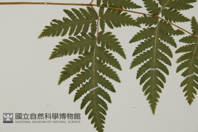 薄葉三叉蕨藏品圖，第4張