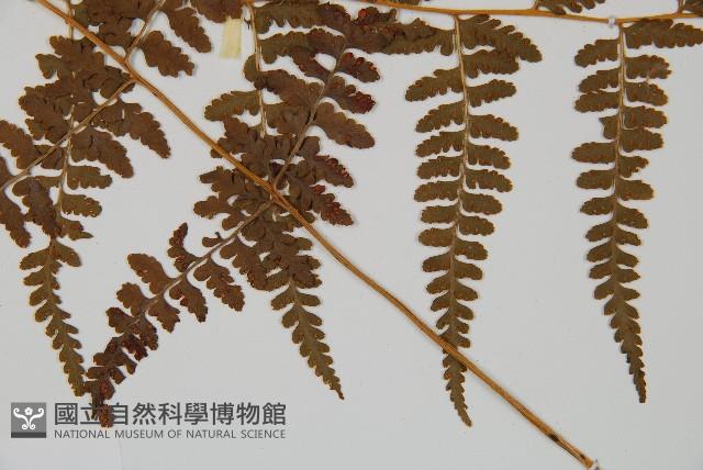 刺柄碗蕨藏品圖，第4張