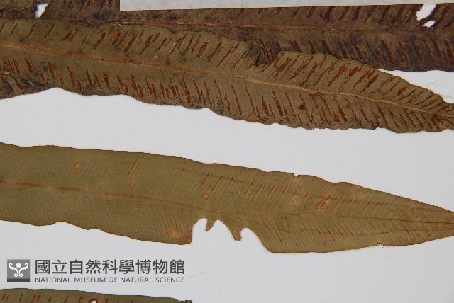 單葉雙蓋蕨藏品圖，第4張