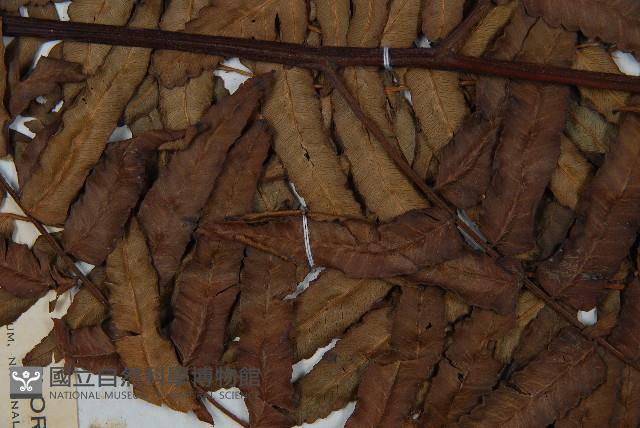 黑桫蕨藏品圖，第4張