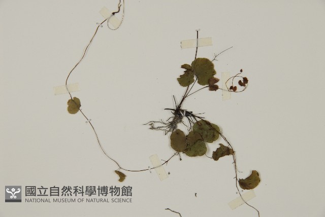 團羽鐵線蕨、團葉鐵線蕨、對葉鐵線蕨藏品圖，第4張