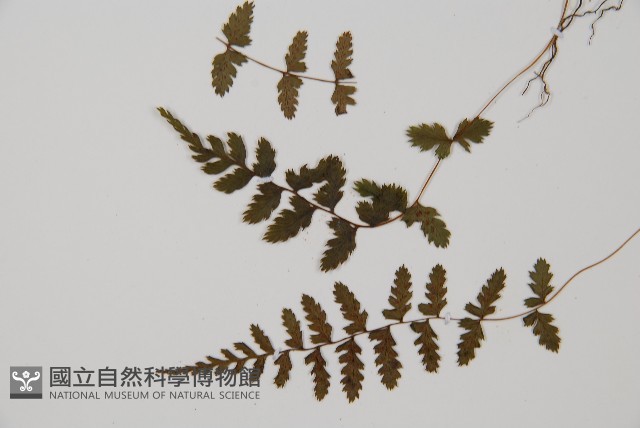 逆葉蹄蓋蕨、逆羽蹄蓋蕨藏品圖，第4張