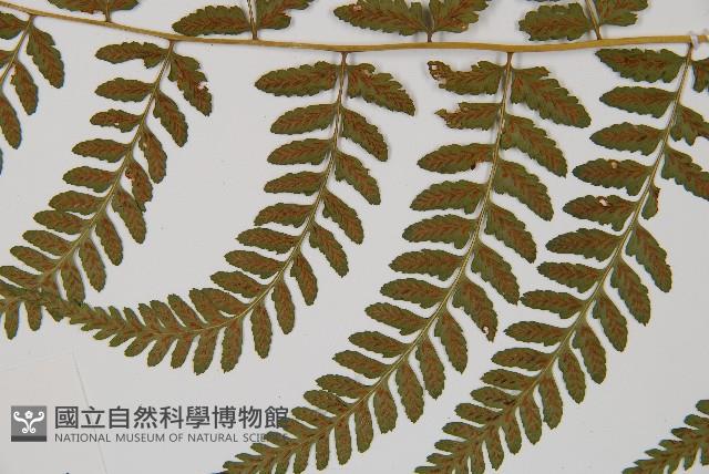 高山蹄蓋蕨藏品圖，第4張