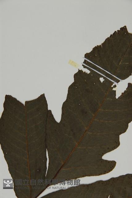 紫柄三叉蕨藏品圖，第4張