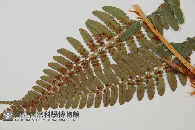 登錄號:P010148藏品圖，第2張