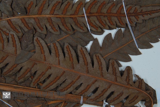 日本狗脊蕨藏品圖，第4張