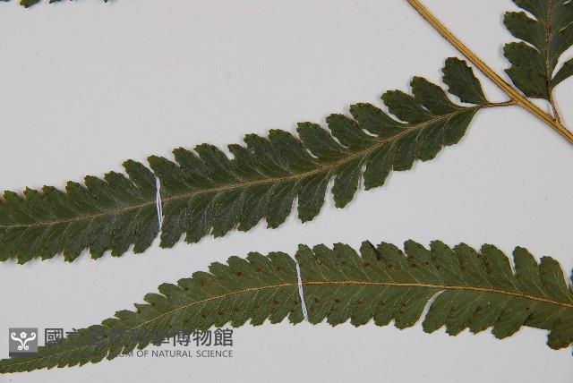 邊緣鱗蓋蕨藏品圖，第4張