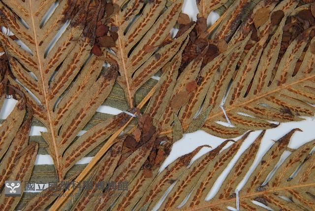 東方狗脊蕨藏品圖，第4張