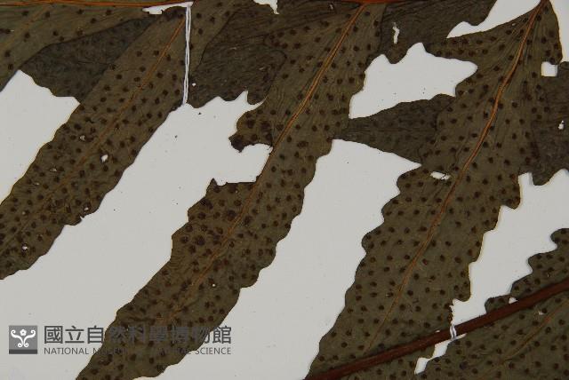 蛇脈三叉蕨藏品圖，第4張