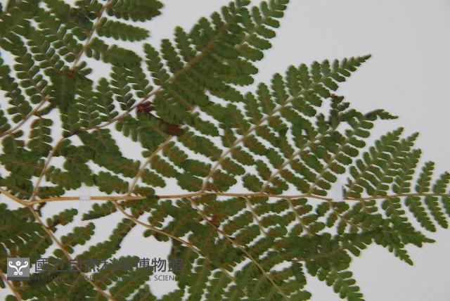 東北角蕨藏品圖，第4張