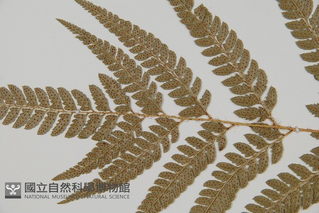 細葉複葉耳蕨藏品圖，第4張